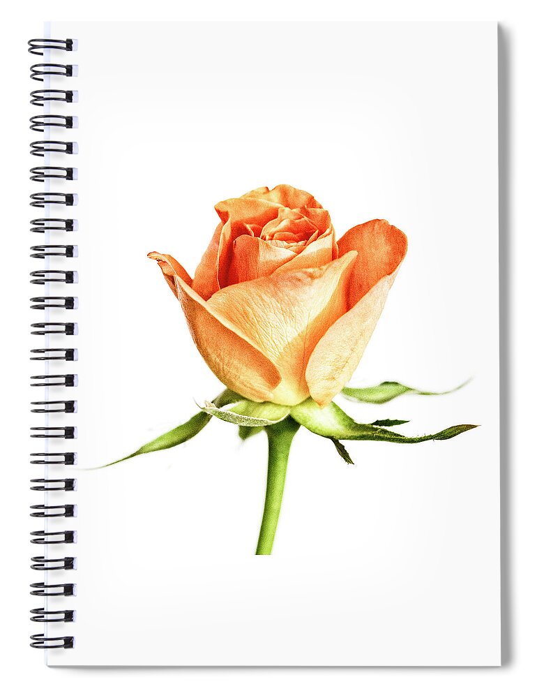 Rose Spiral Notebook featuring the photograph Orange Rose by Tanya C Smith