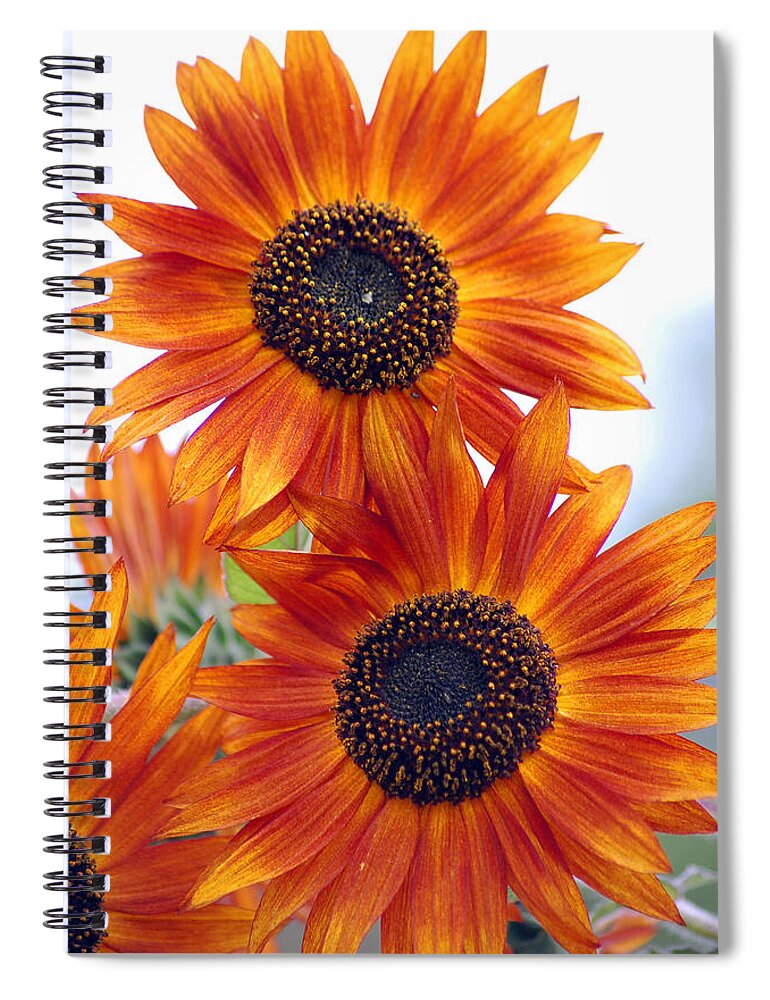 Sunflower Spiral Notebook featuring the photograph Orange Sunflower 2 by Amy Fose