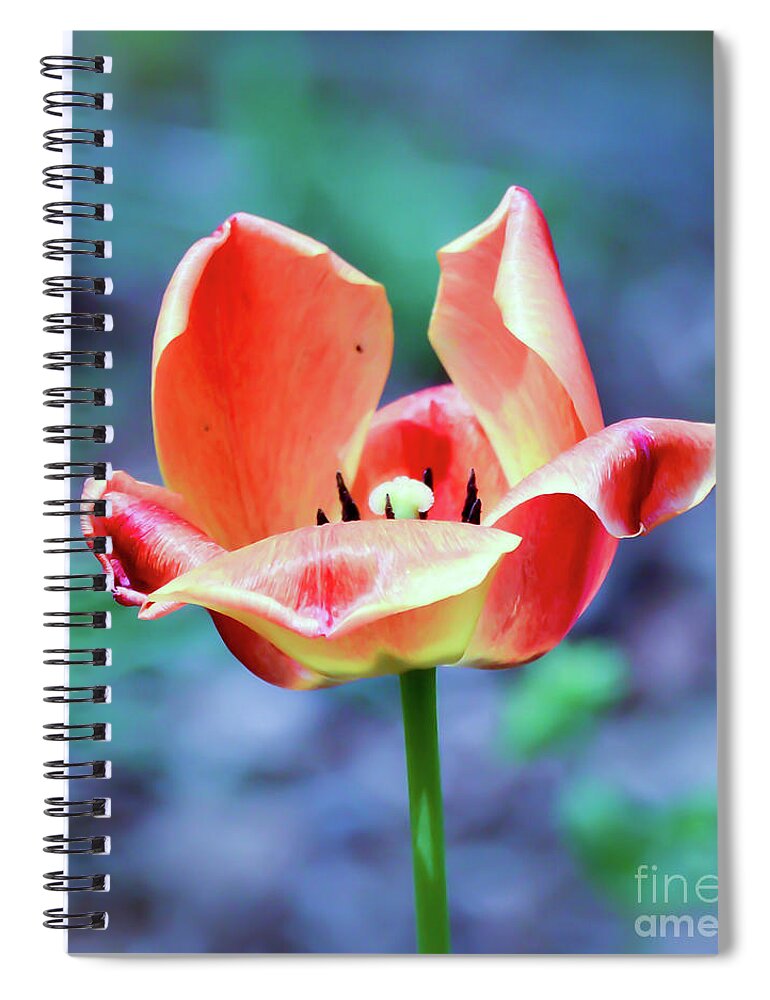 Tulip Spiral Notebook featuring the photograph Orange Tulip by Kerri Farley