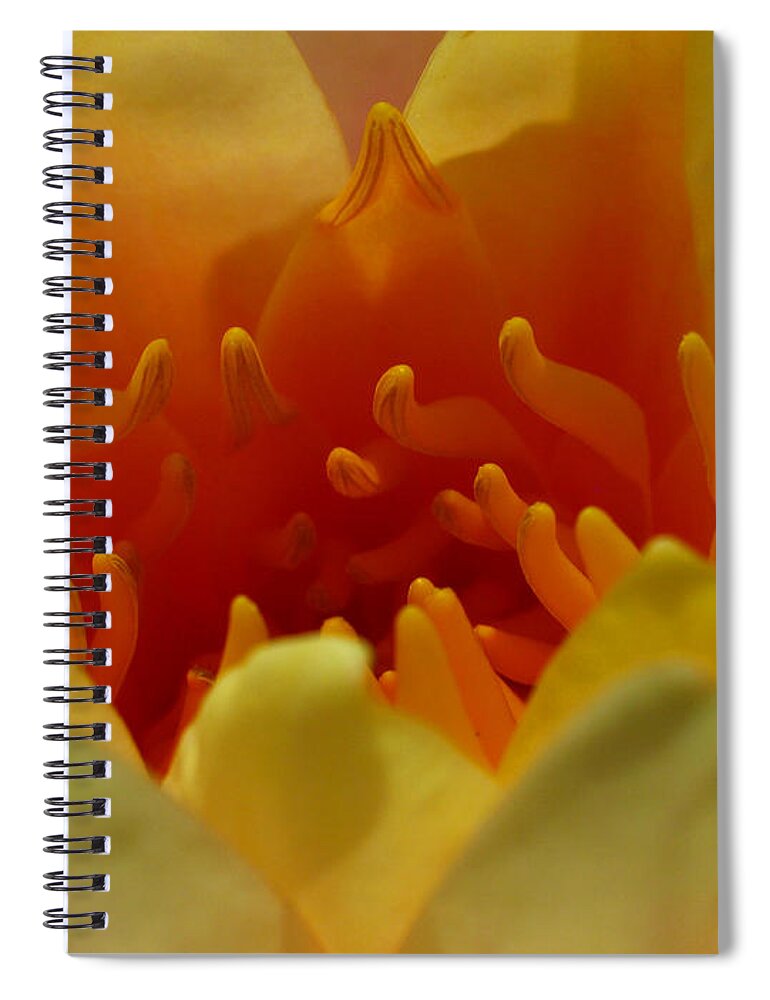 Lily Spiral Notebook featuring the photograph Orange Water Lily by Juergen Roth
