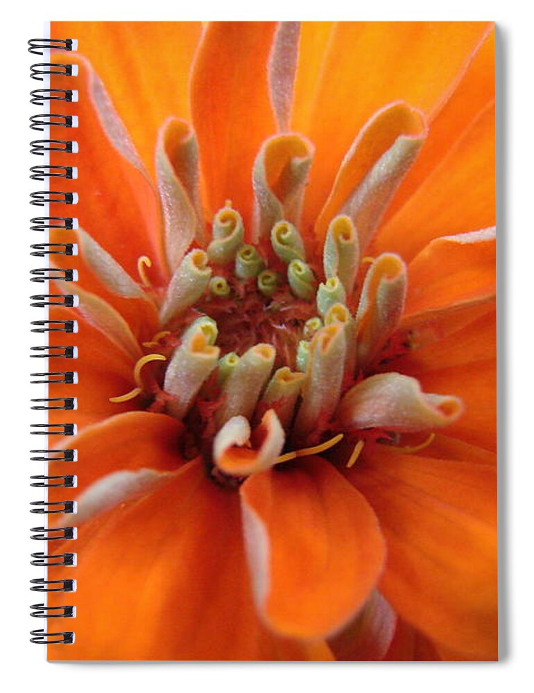 Floral Spiral Notebook featuring the photograph Orange Zinna by Mary Halpin