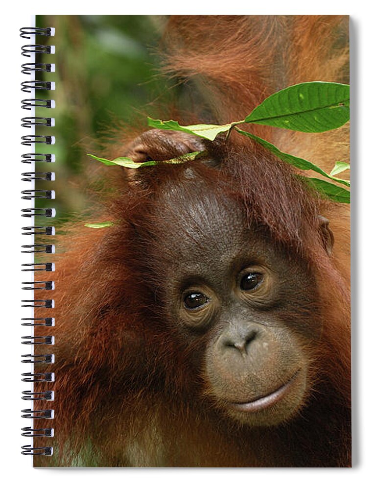 Mp Spiral Notebook featuring the photograph Orangutan Pongo Pygmaeus Baby, Camp by Thomas Marent