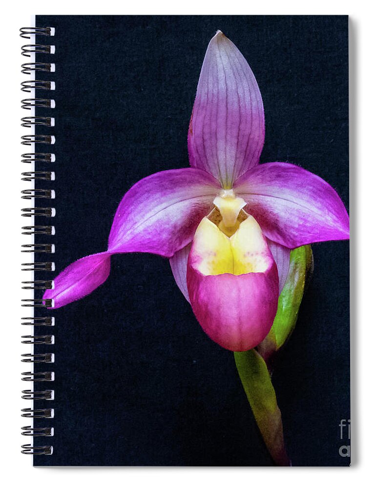 Nature Spiral Notebook featuring the photograph Orchid 2 by Barry Bohn