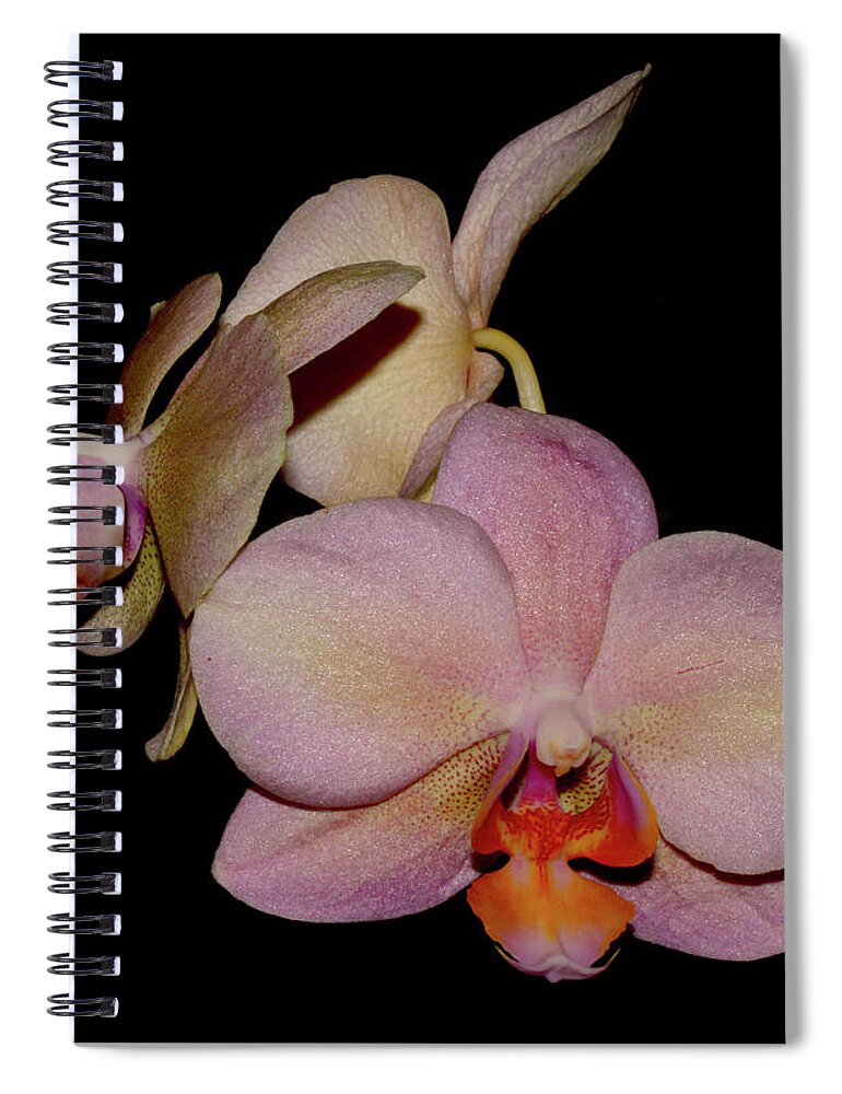 Nature Spiral Notebook featuring the photograph Orchid 2016 1 by Robert Morin