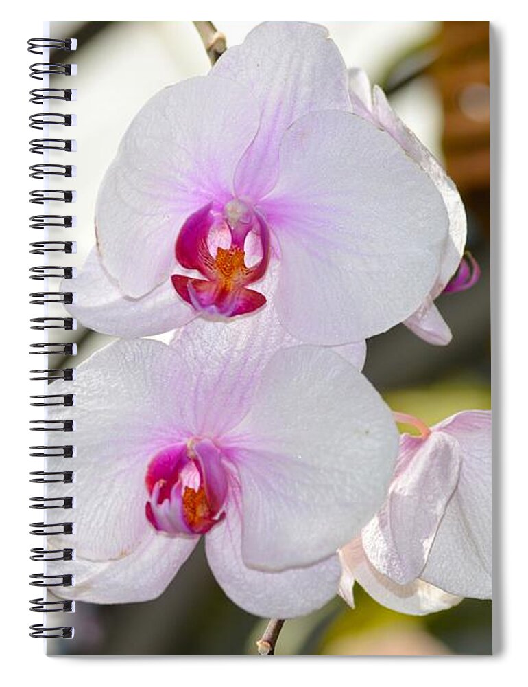 Orchid Aura Spiral Notebook featuring the photograph Orchid Aura by Sonali Gangane