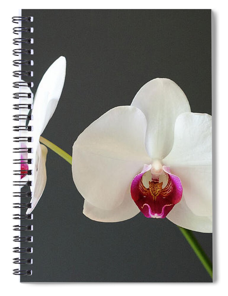 Orchid Spiral Notebook featuring the photograph Orchid Blooms by Laurel Best