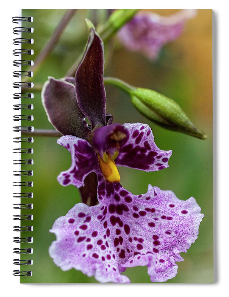Orchid Spiral Notebook featuring the photograph Orchid - Caucaea rhodosticta by Heiko Koehrer-Wagner