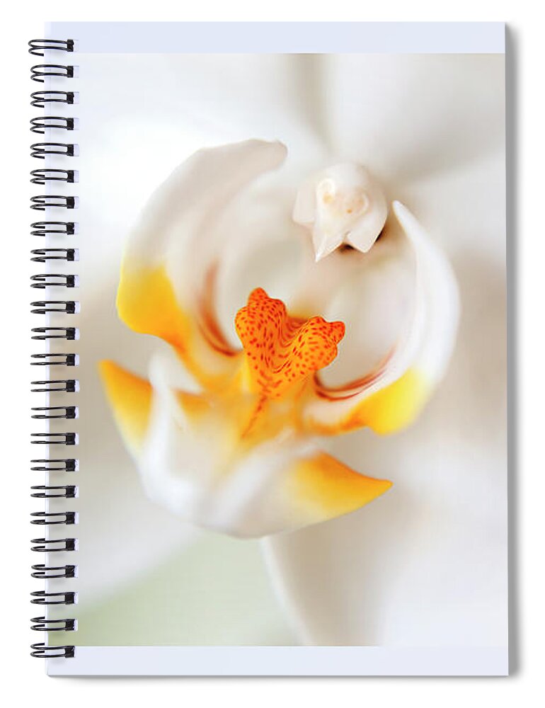 Orchid Spiral Notebook featuring the photograph Orchid Detail by Ariadna De Raadt
