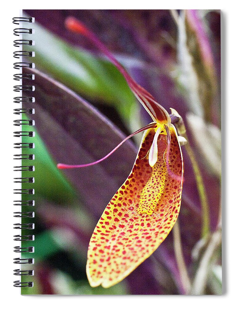 Orchid Spiral Notebook featuring the photograph Orchid Flower - Restrepia radulifera by Heiko Koehrer-Wagner