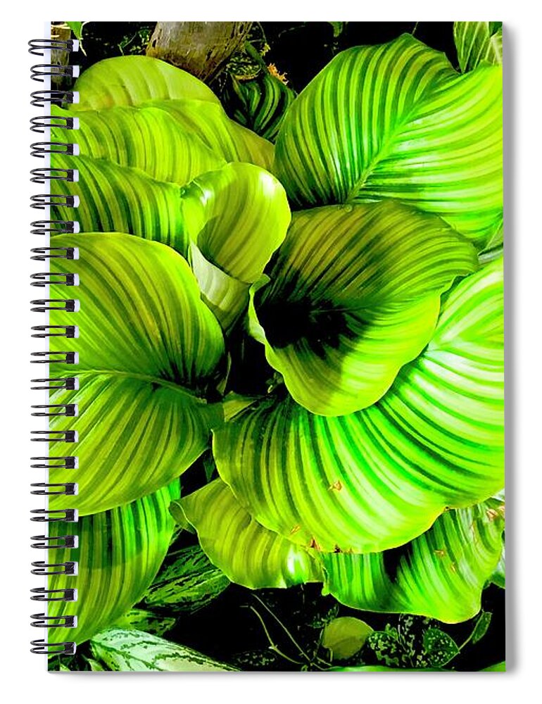 #flowersofaloha #flowers # Flowerpower #aloha #hawaii #aloha #puna #pahoa #thebigisland #orchidgreenaloha #green #orchid Spiral Notebook featuring the photograph Orchid Green Aloha by Joalene Young
