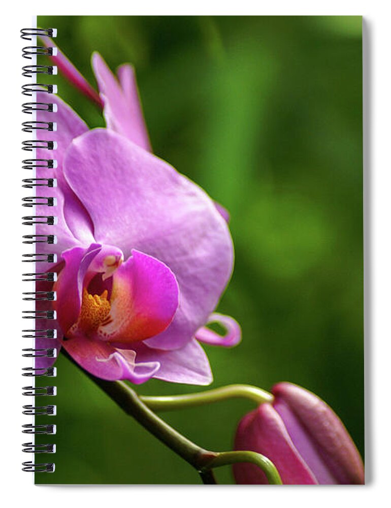 Orchid Spiral Notebook featuring the photograph Orchid by Holly Ross