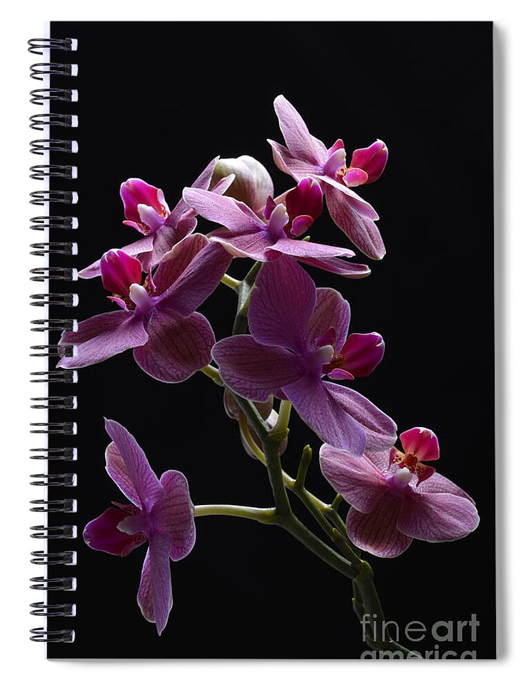 Orchid Spiral Notebook featuring the photograph Orchid in flight by Robert WK Clark