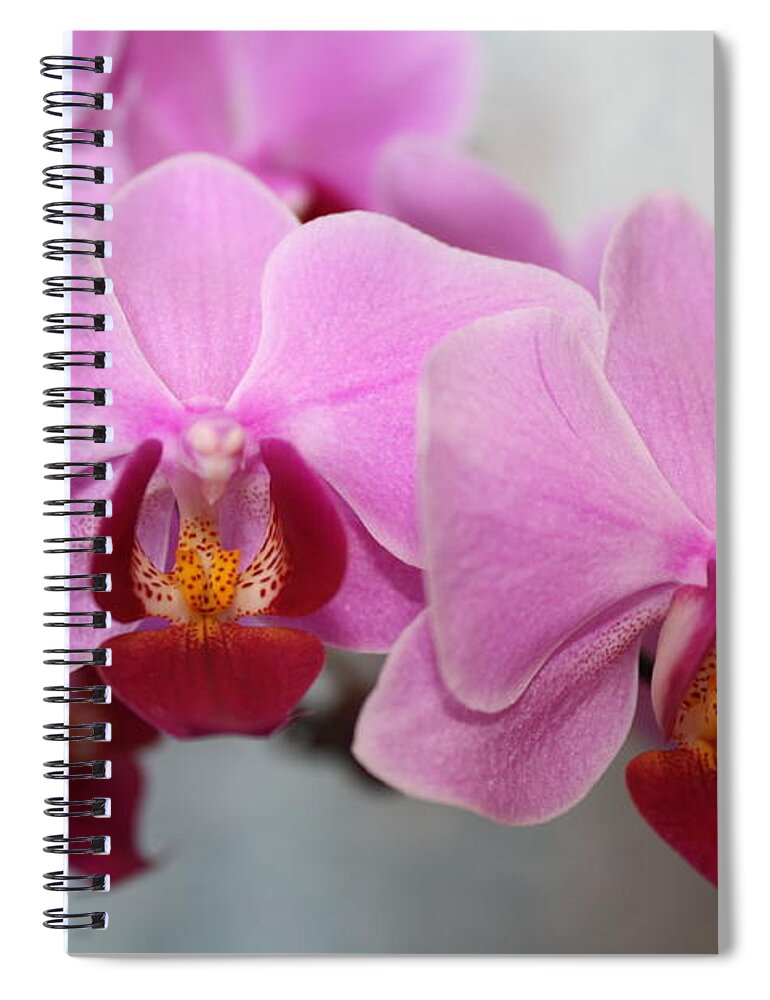 Photo Spiral Notebook featuring the photograph Orchid by Roger Cummiskey