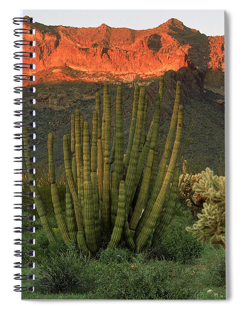 Organ Pipe Cactus National Monument Spiral Notebook featuring the photograph Organ Pipe Cactus National Monument by Willard Clay