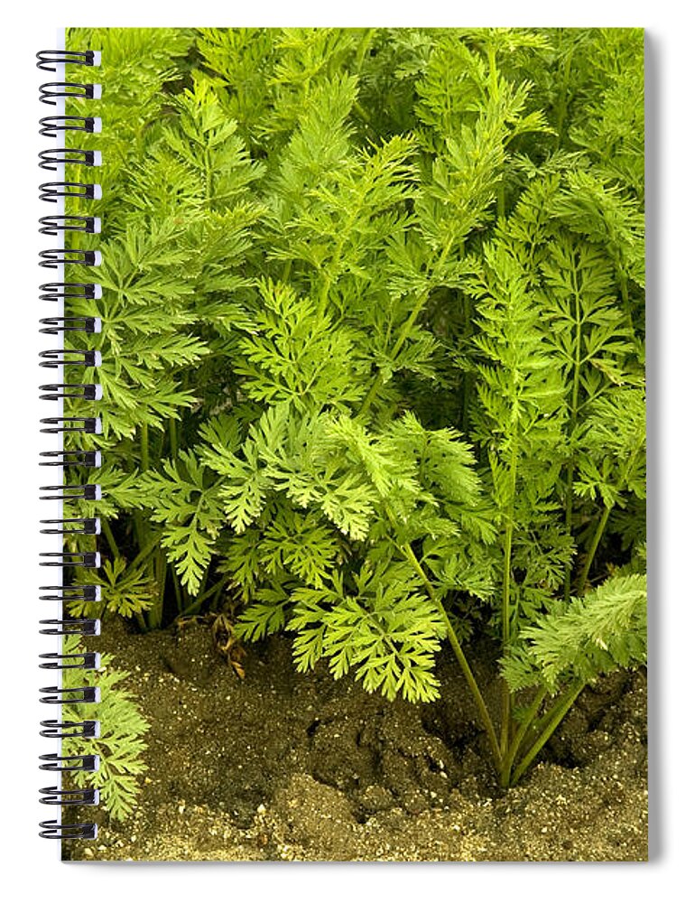 Carrot Greens Spiral Notebook featuring the photograph Organic Carrot Greens by Inga Spence