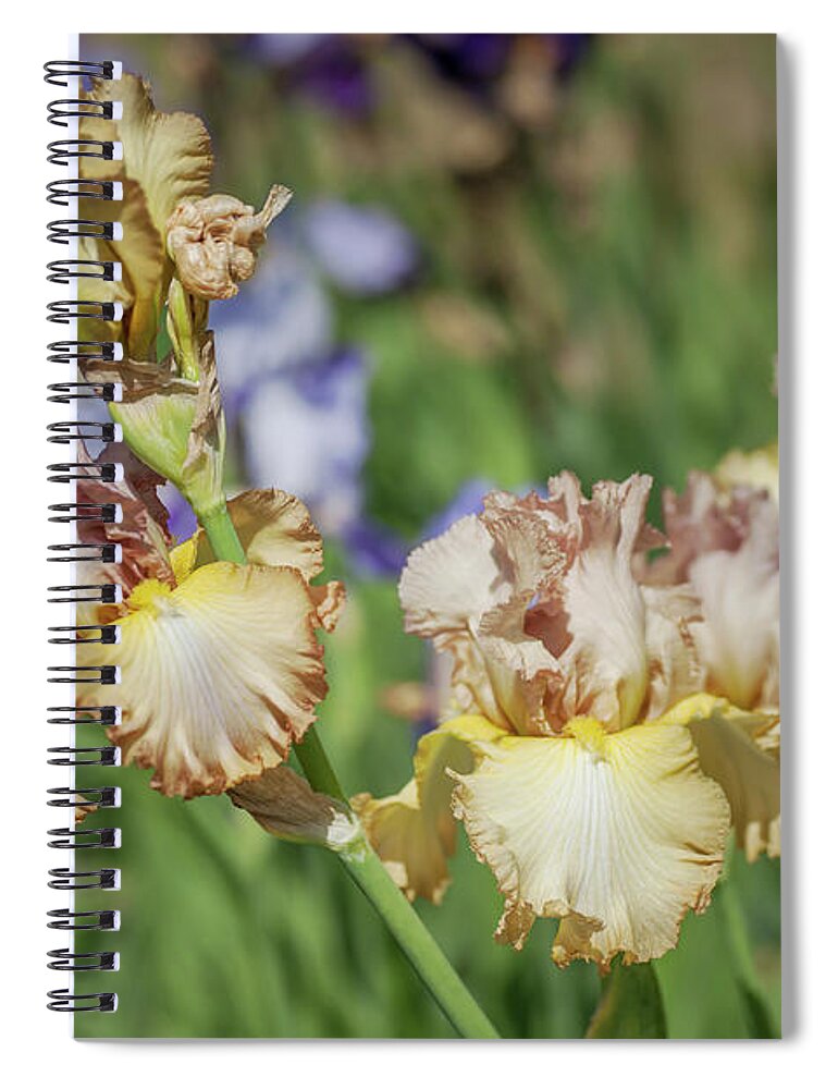 Jenny Rainbow Fine Art Photography Spiral Notebook featuring the photograph Oriental Etching 6. The Beauty of Irises by Jenny Rainbow