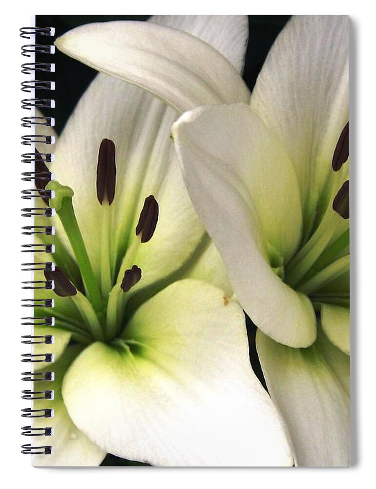 Oriental Lily Spiral Notebook featuring the photograph Oriental Lily named Endless Love by J McCombie