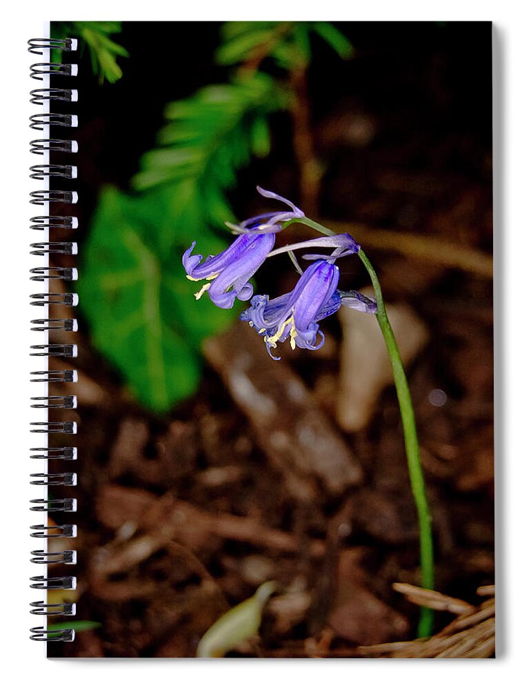 Floral Spiral Notebook featuring the photograph Orphaned bluebells. by Elena Perelman