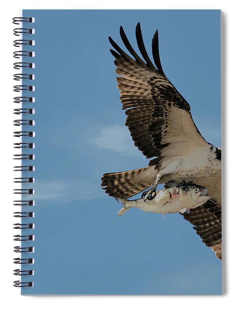 Osprey Spiral Notebook featuring the photograph Osprey Fishing by Sam Rino