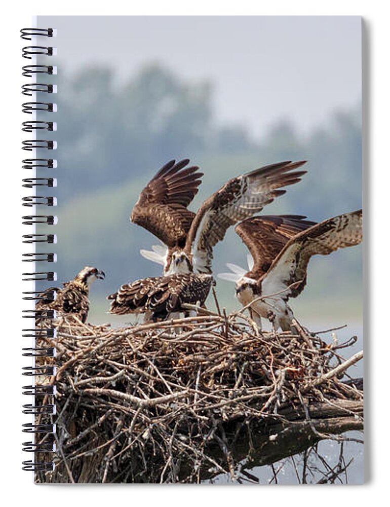 Osprey Spiral Notebook featuring the photograph Osprey Flying Class by Susan Rissi Tregoning