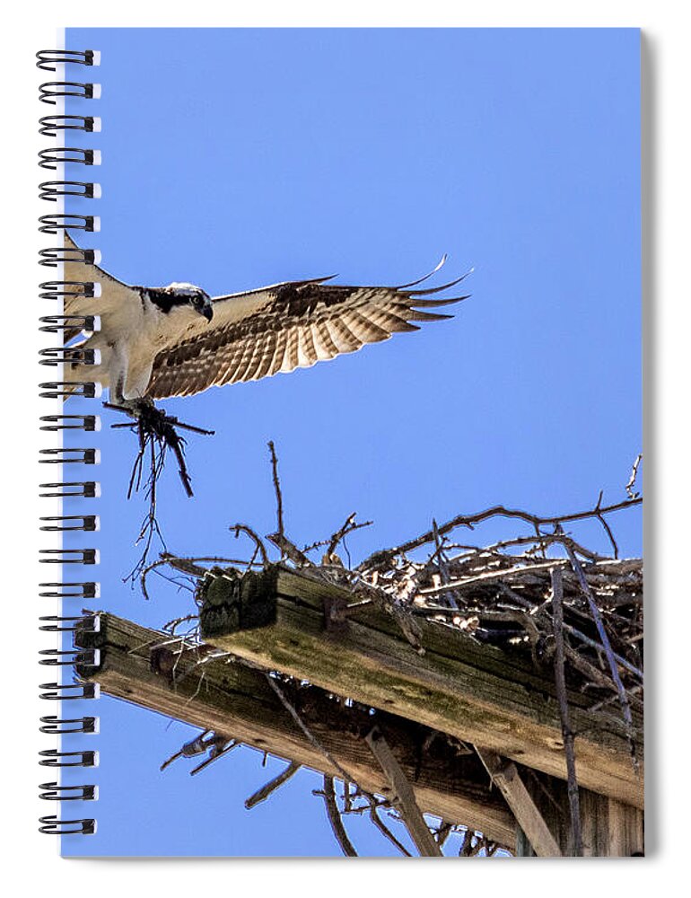 Osprey Spiral Notebook featuring the photograph Osprey Nest Building by Phil Spitze