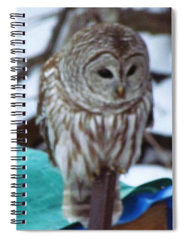 Owl Spiral Notebook featuring the photograph Our Own Owl by Betty Pieper