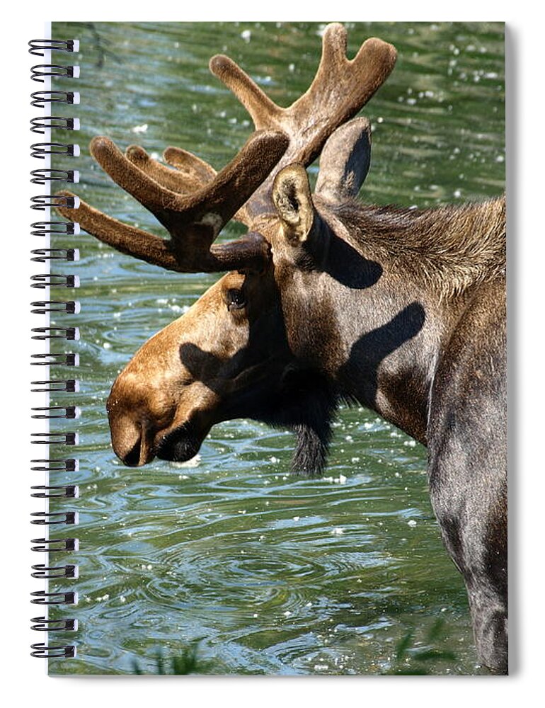 Wildlife Spiral Notebook featuring the photograph Out For Lunch by DeeLon Merritt