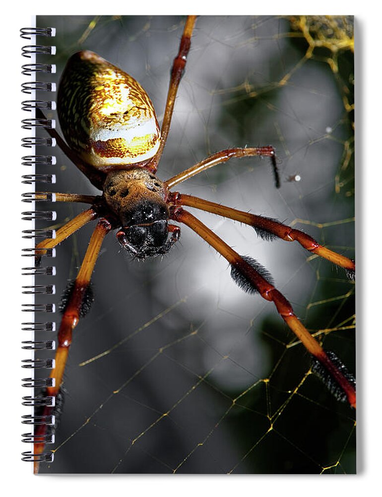 Spider Spiral Notebook featuring the photograph Out Of The Dark by Christopher Holmes