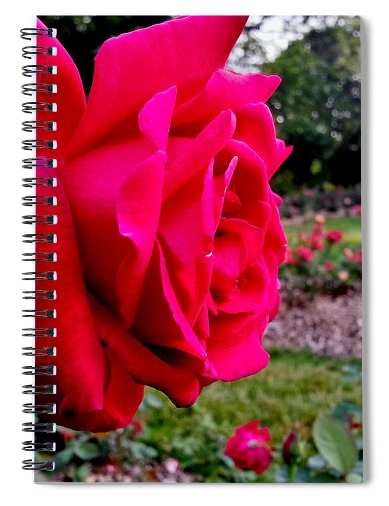 Rose Spiral Notebook featuring the photograph Outstanding by Robert Knight