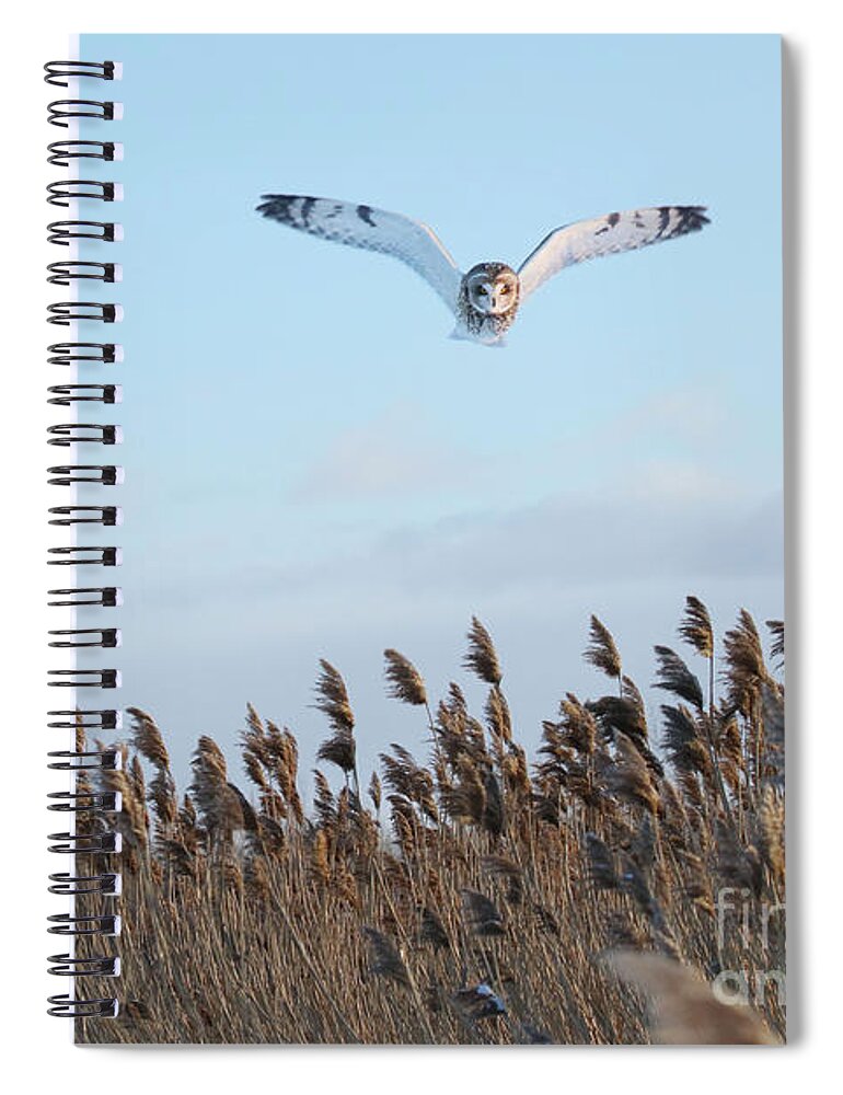 Owls Spiral Notebook featuring the photograph Overhead Hunt by Heather King