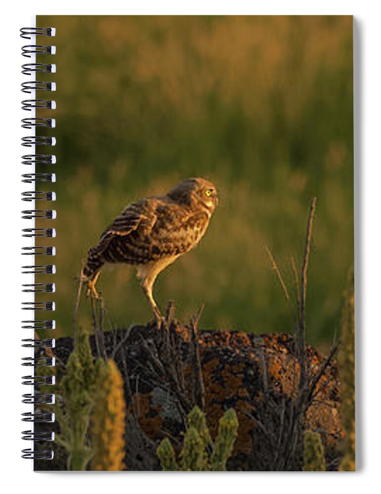 Owl Spiral Notebook featuring the photograph Owl Dancing At Dusk by Yeates Photography
