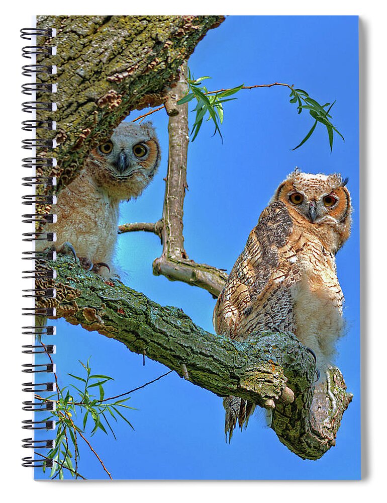 Owlet Great Horned Owl Owl Siblings Raptor Birds Square Blue Curious Spiral Notebook featuring the photograph Owlet Siblings -Peekaboo by Peter Herman