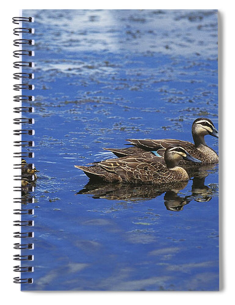 Adult Spiral Notebook featuring the photograph Pacific Black Duck Anas Superciliosa by Gerard Lacz