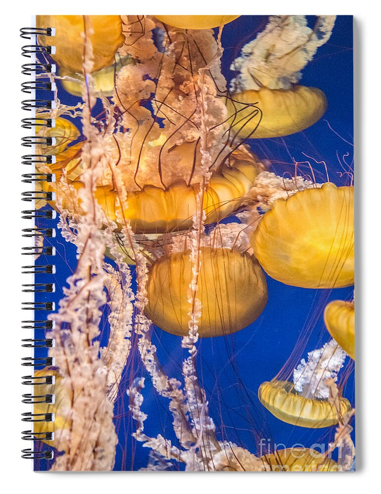 The Aquarium Of The Pacific Spiral Notebook featuring the photograph Pacific Sea Nettles 7 by David Zanzinger
