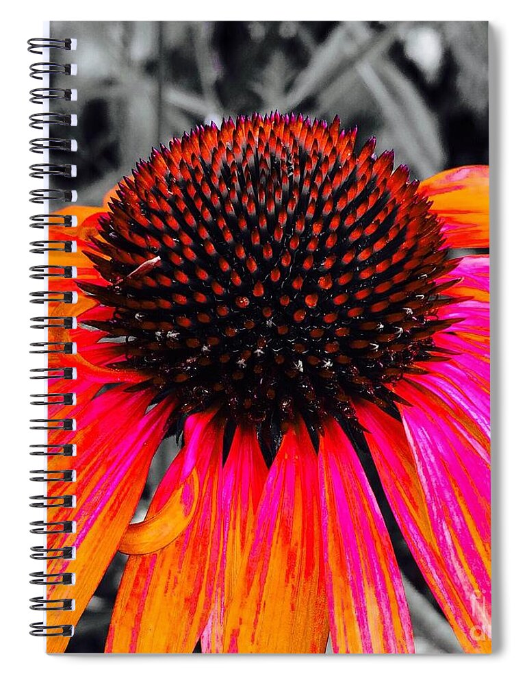 Vibrant Spiral Notebook featuring the photograph Painted Coneflower by Onedayoneimage Photography