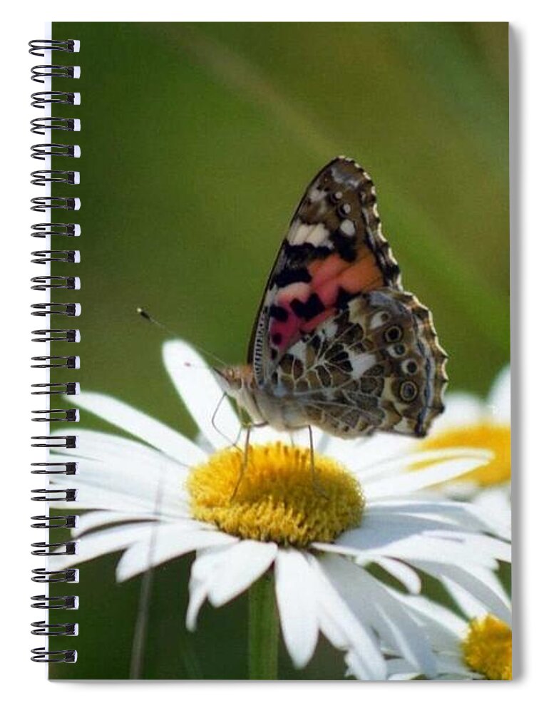 Painted Lady Spiral Notebook featuring the photograph Painted lady by Nigel Radcliffe