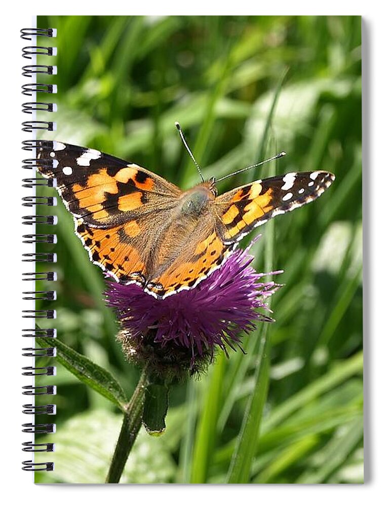 Painted Lady Spiral Notebook featuring the photograph Painted Lady Vanessa cardui by Richard Brookes