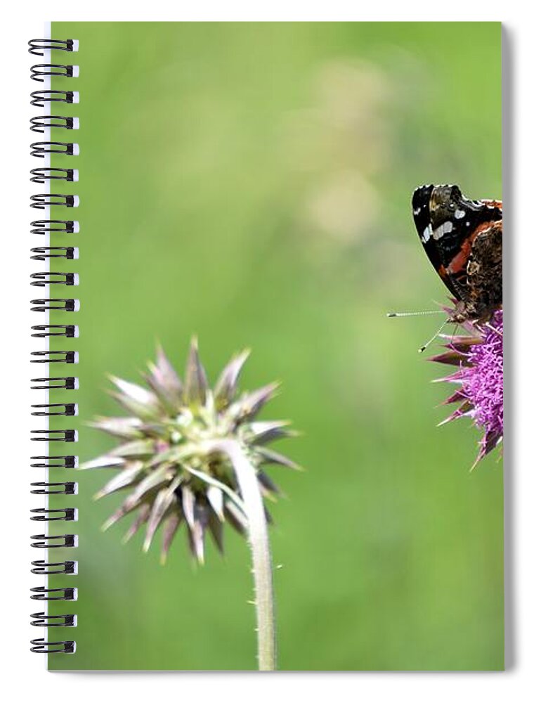 Butterfly Spiral Notebook featuring the photograph Painted On A Thistle by Bonfire Photography