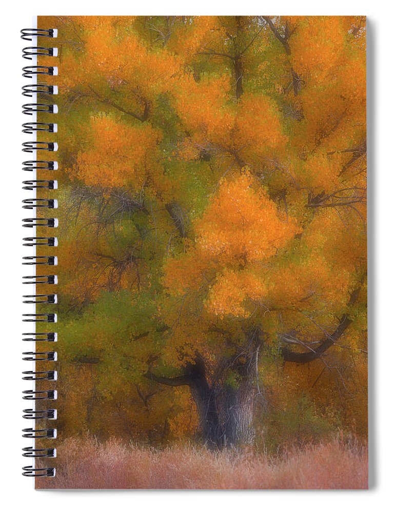 Trees Spiral Notebook featuring the photograph Painted Tree by Darren White