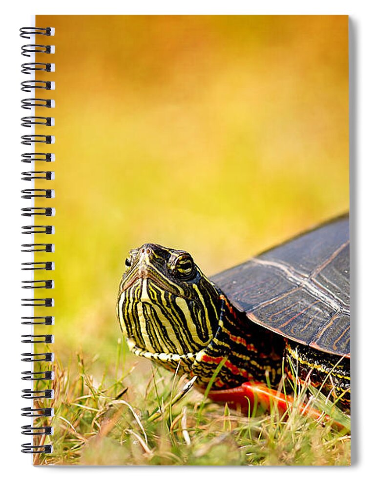 Painted Turtle Photo Spiral Notebook featuring the photograph Painted Turtle Print by Gwen Gibson