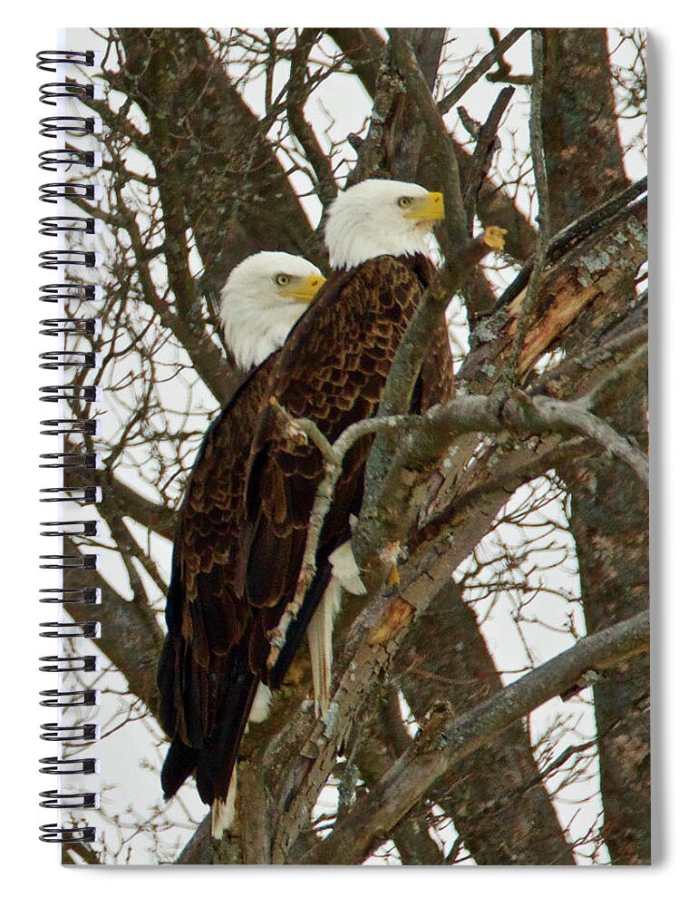 Pair Spiral Notebook featuring the photograph Pair of Bald Eagles 0740 by Michael Peychich