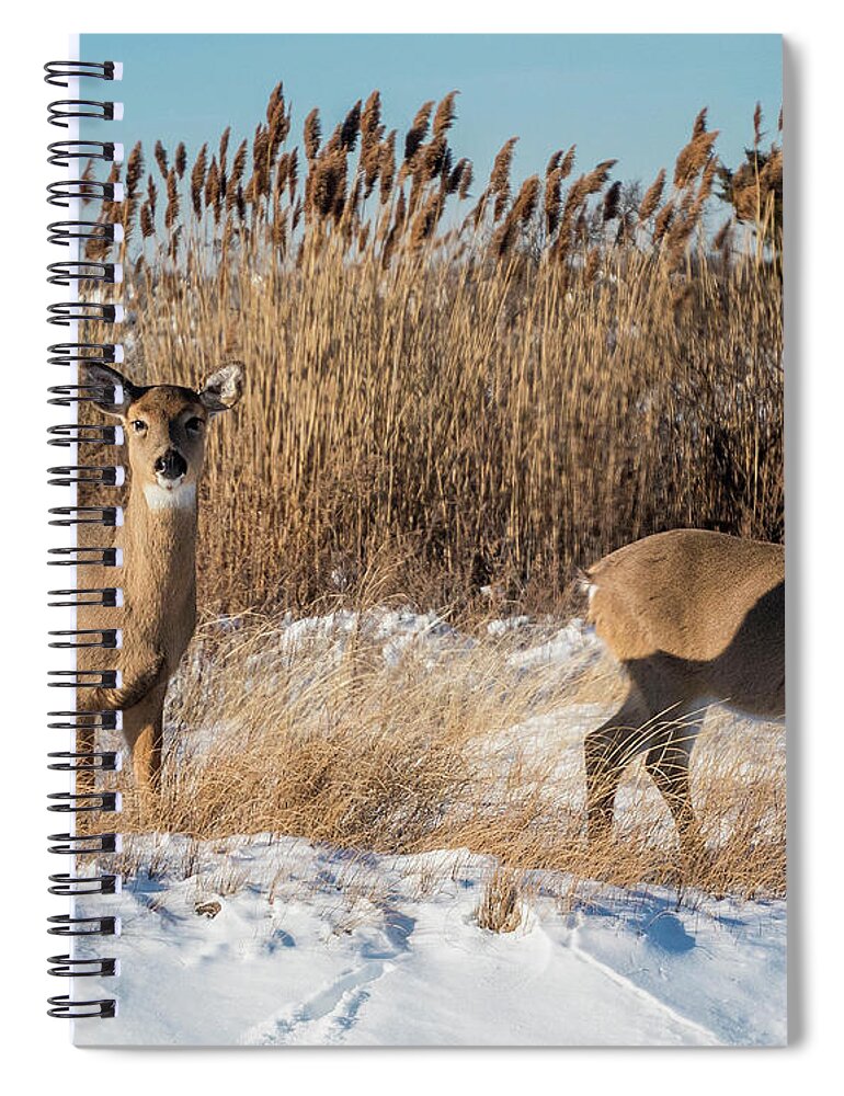 Deer Spiral Notebook featuring the photograph Pair of White Tailed Deer by Cathy Kovarik