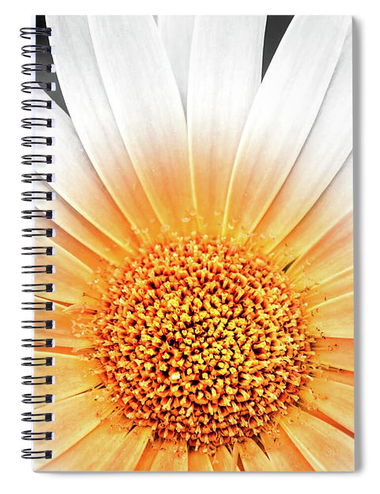 Flowers Spiral Notebook featuring the photograph Pale Gerbera Color Splash by Don Johnson