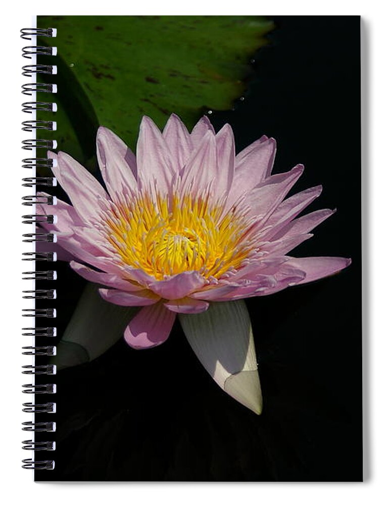 Pale Spiral Notebook featuring the photograph Pale Purple Lotus Waterlily by Jackie Irwin