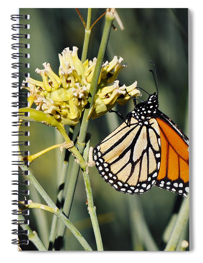Palm Springs Spiral Notebook featuring the photograph Palm Springs Monarch by Kyle Hanson