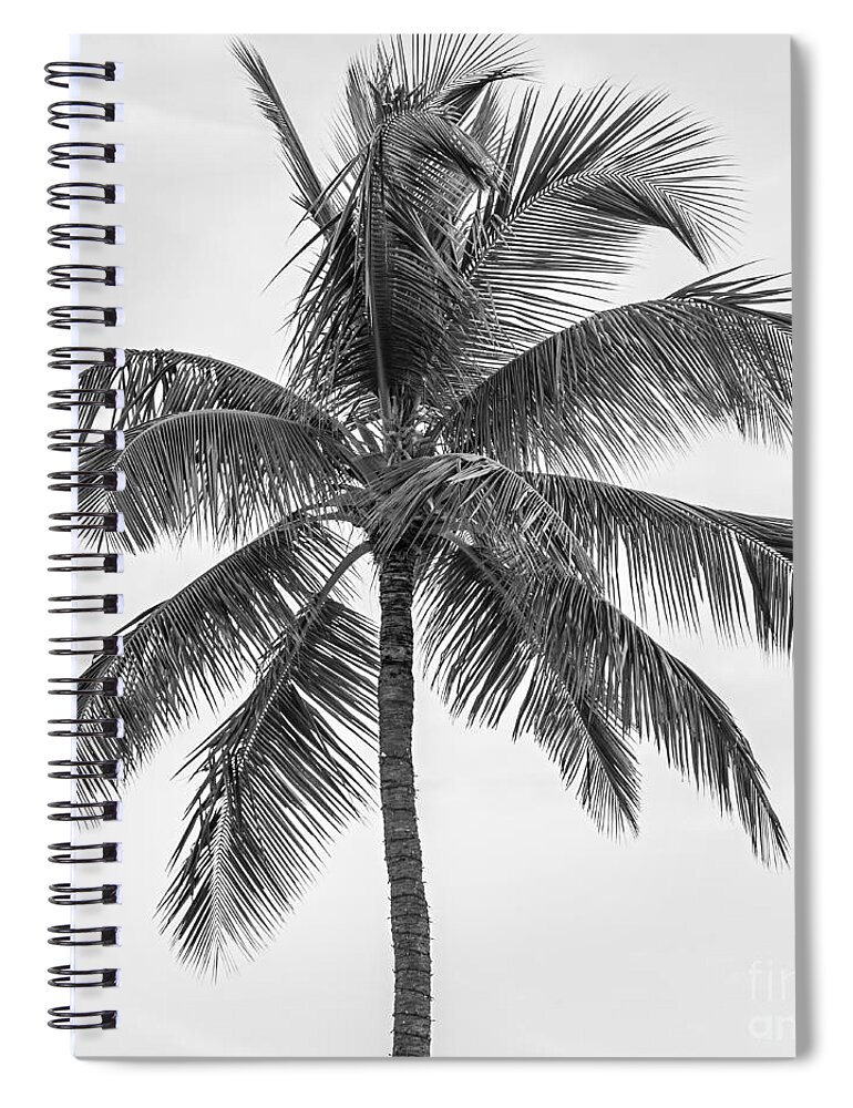 Palm Spiral Notebook featuring the photograph Palm tree in black and white by Elena Elisseeva