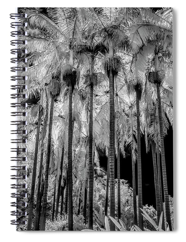 The Huntington Library Spiral Notebook featuring the photograph Palm Trees at The Huntington Library in Black and White Infrared by Randall Nyhof