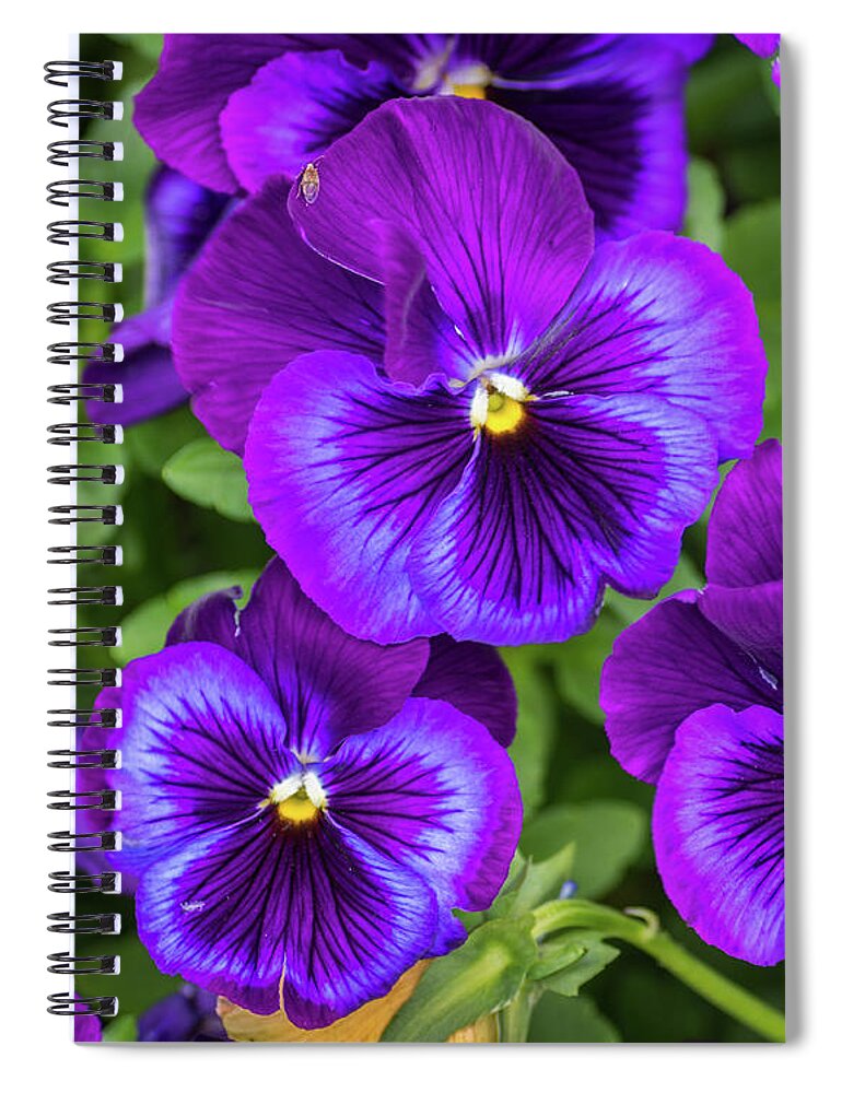 Flower Spiral Notebook featuring the photograph Pansies In Purple And Blue by Bill Pevlor