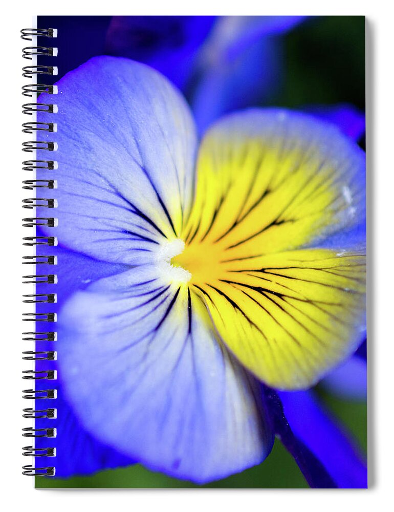 Pansy Spiral Notebook featuring the photograph Pansy Close-up Square by Lisa Blake