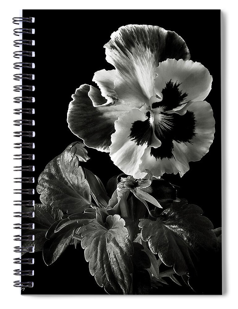 Flower Spiral Notebook featuring the photograph Pansy in Black and White by Endre Balogh